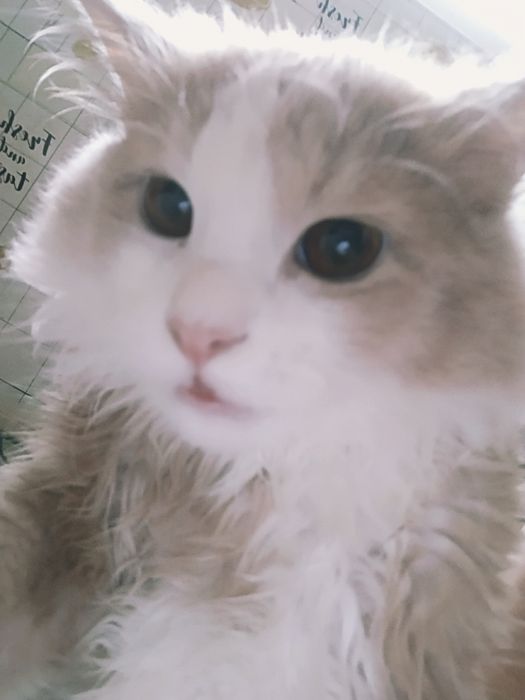 Уй мушуги.
Угил бола  8ойлик.
Зоти аник эмас.