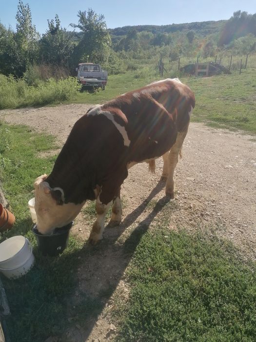 Vând taur junc rasa balanță românească pur