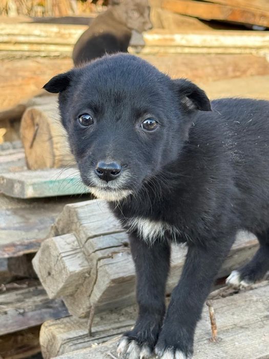 Щенки в добрые руки