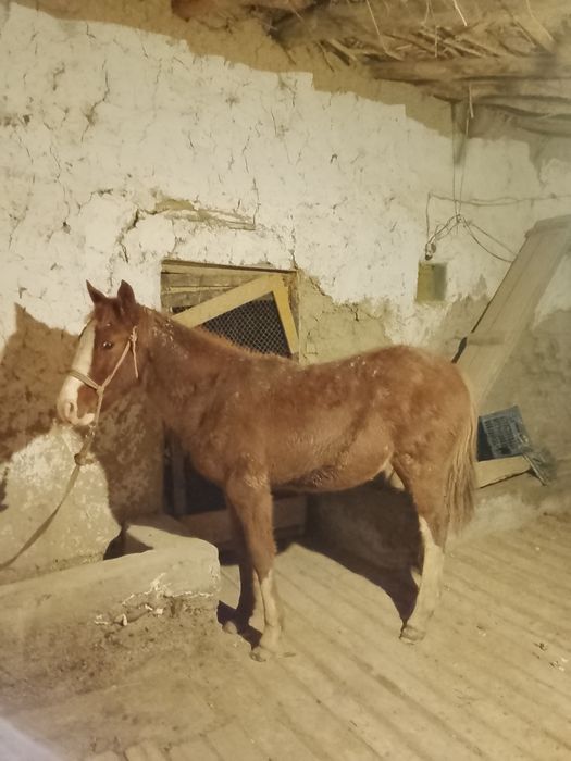 Тай сатылады срочно