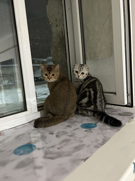 Отдам в хорошие руки кошку