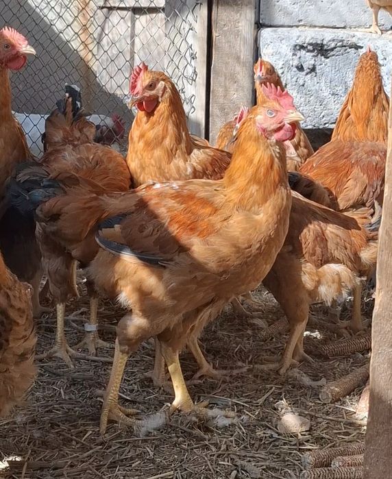 Цыплята адлер/кучин