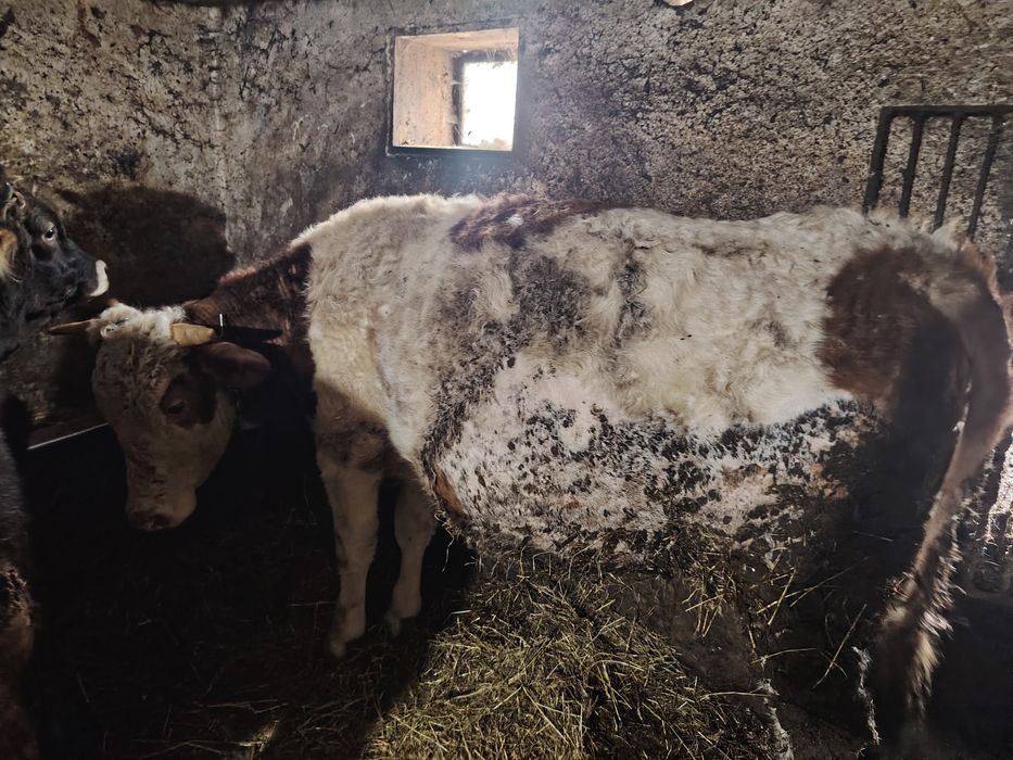 Vând vitea bălțată  românească