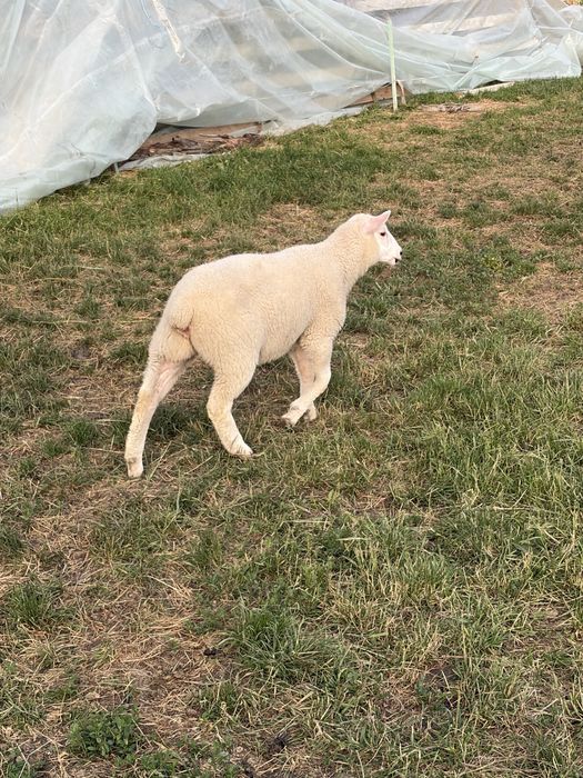 Oi/miei metis texel