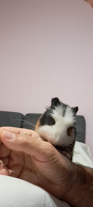 Vind porcusor de guinea cu cusca  si tot ce are nevoie.Pret 400 de lei