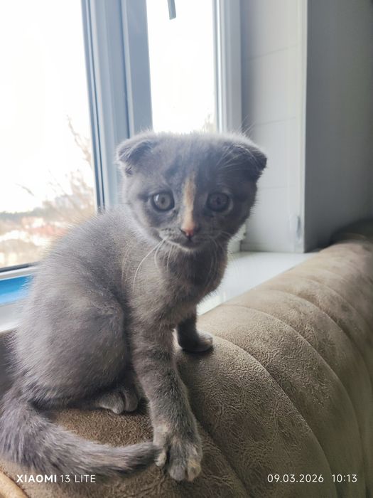 Skotish fold mushkcha sotiladi