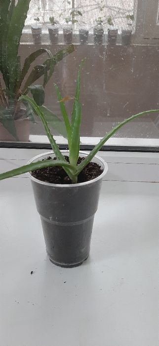 Алое древовидный  или столетник