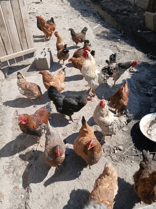 Продам петухов,только петухов