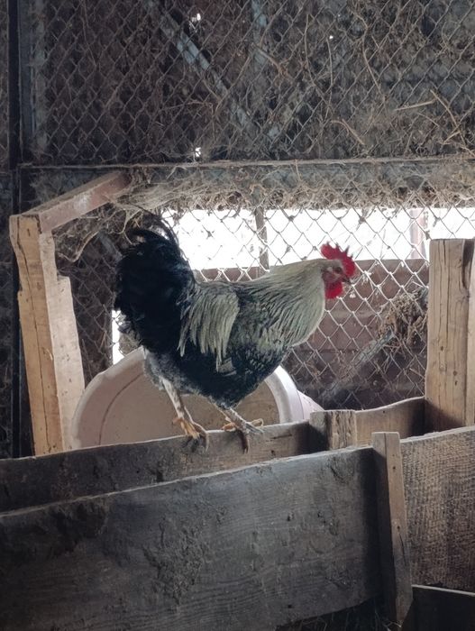 Молодые петухи Домашние