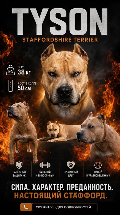 Продаётся  элитный  стаффордширский терьер
