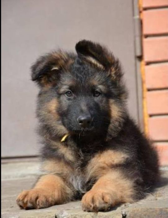 Продам щенок Немецкая овчарка