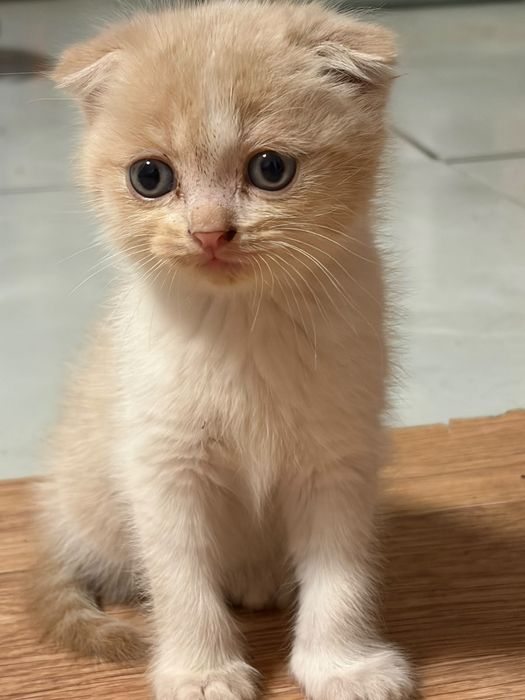 Отдадим котят в хорошие руки