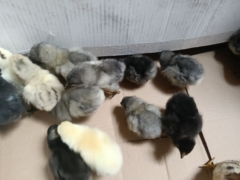 Pui de rasă austrolop albastru