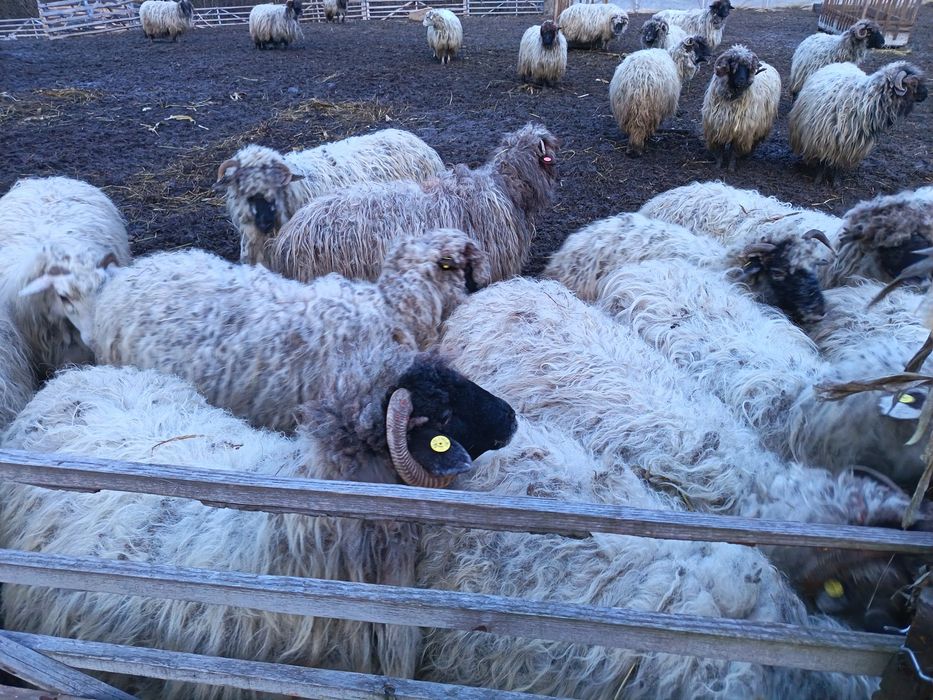 Oi bucălai de vânzare