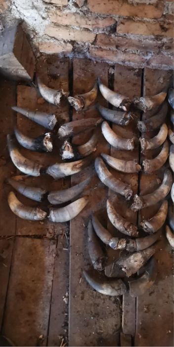 Кукерски маски и рога