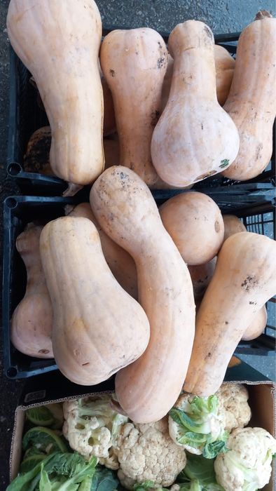 Dovleac placintar de vanzare