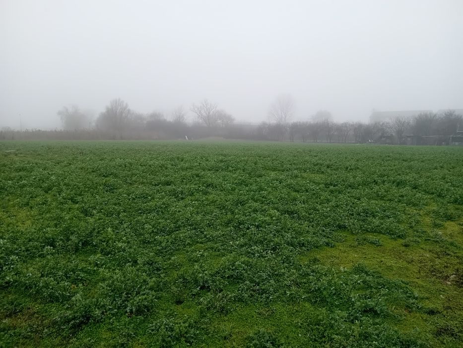 Lucernă verde 0,5 ha