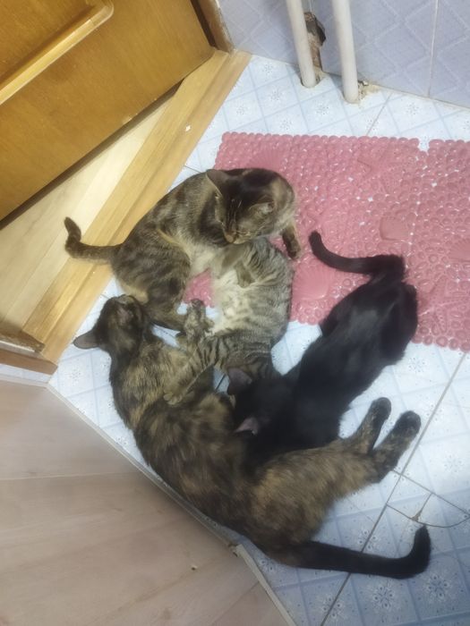 Продам кошек только на добрые руки