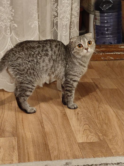 Отдам в хорошие руки