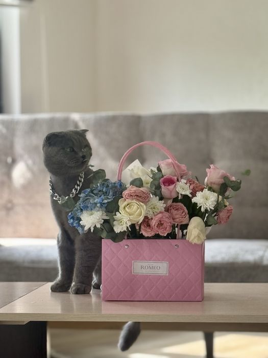 Отдам в хорошое руки кота