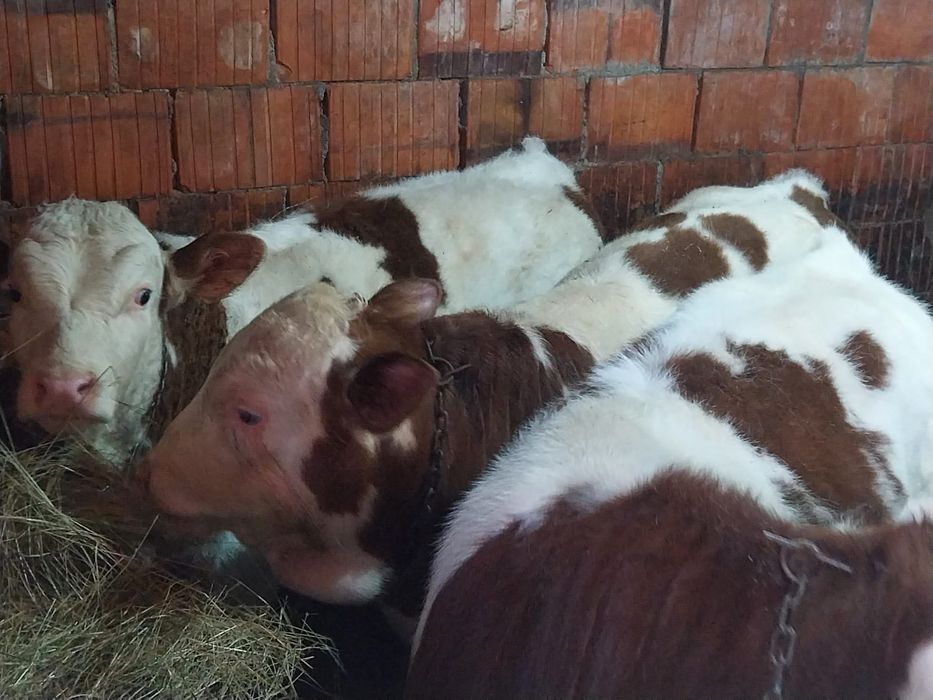 Vând 4 vitei de 5 luni