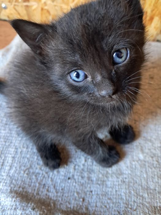 Хвостики в добрые руки