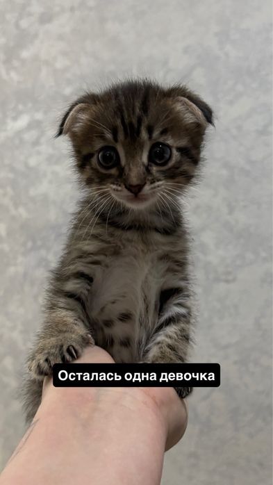Отдам котят.
