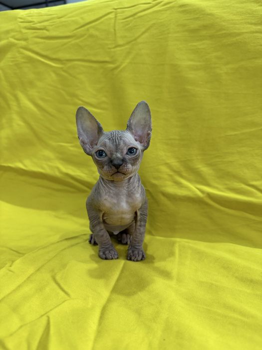 Невероятный голубоглазый эльф: котенок Канадского сфинкса