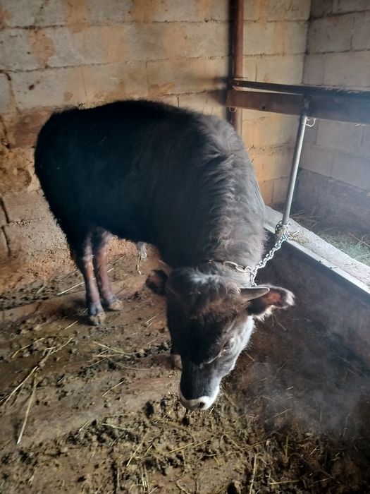 Продам двух годовалых бычков