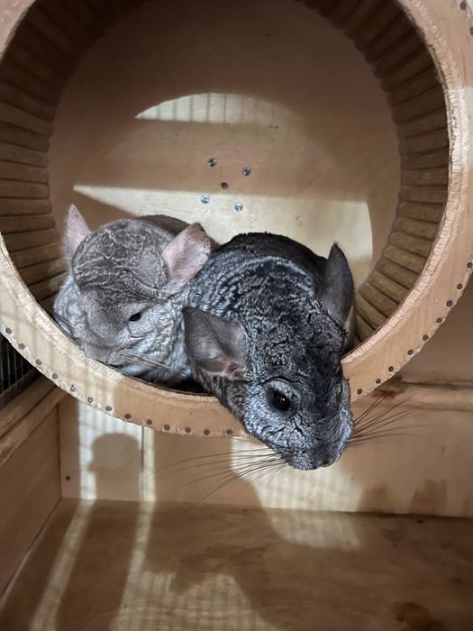 Шиншиллы 2 штуки