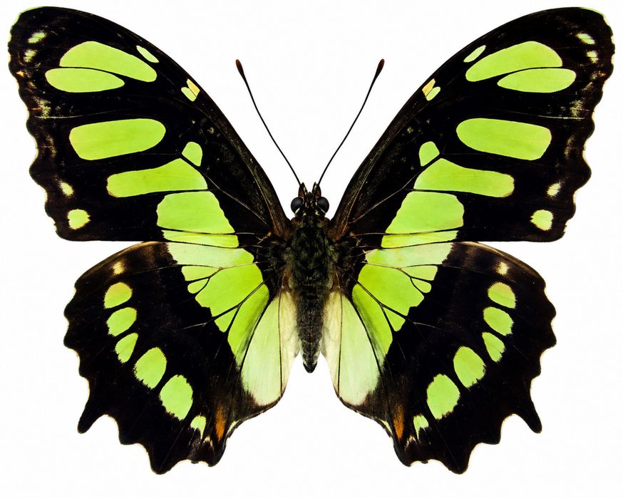 Coconi exotici Argema mimosae/Siproeta stelenes/Ceranchia apollina/Attacus atlas/Rothschildia lebeau/Mari molii din lume fluturi/Insecte De la 15 euro