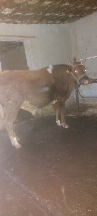 3 бас Бұқа сатылады