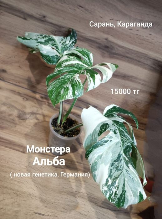 Филодендрон,фикус,монстера,гибискус