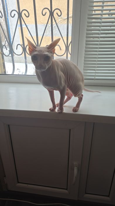 Продаю кошку.   .