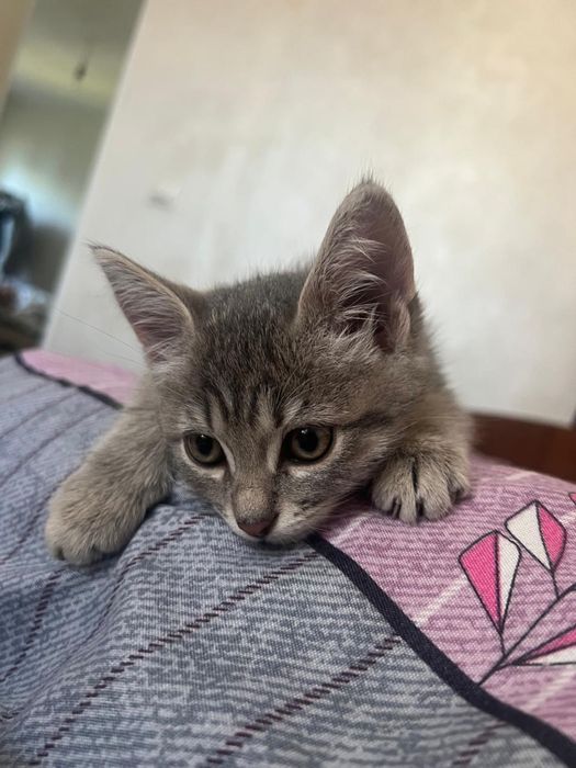 Отдам котенка в хорошие руки