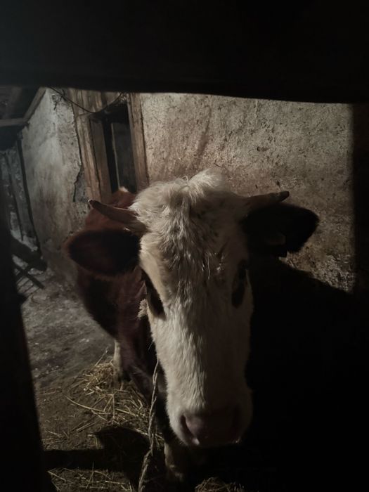 Продам телочку..