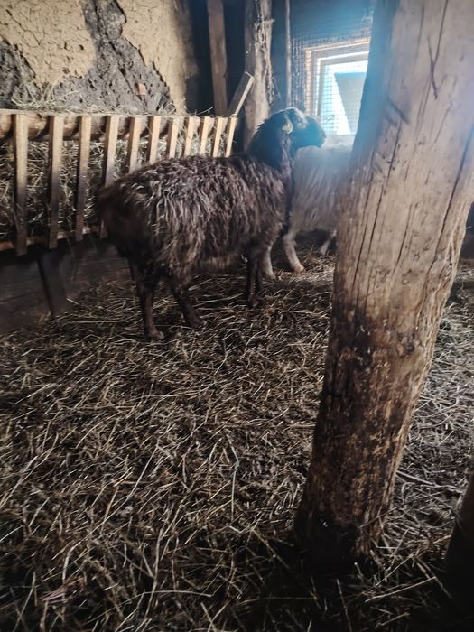 Продам два  кошкаров