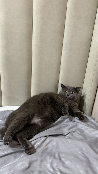 Отдам в добрые руки