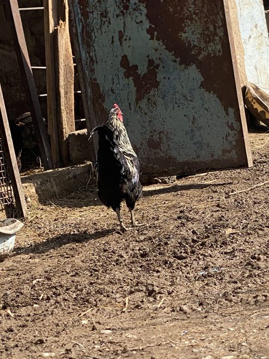 Кораздар сатылады