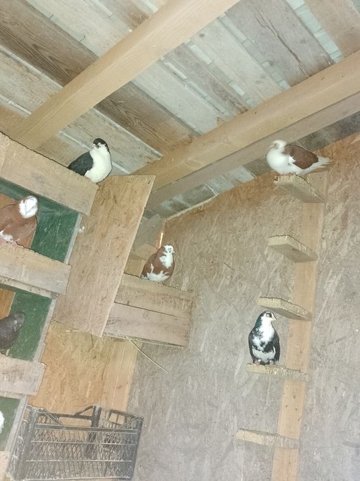 Vând sau schimb jucători moțați și gălățeni disponibili