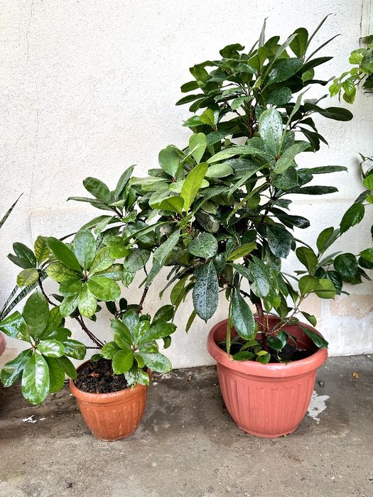 Gullar xonadon uchun Цветы для комнатные