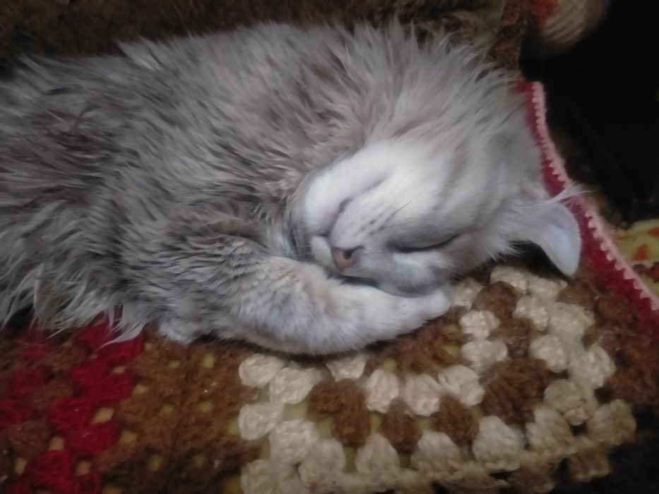 Американскиц кёрл.    Супер-цена.