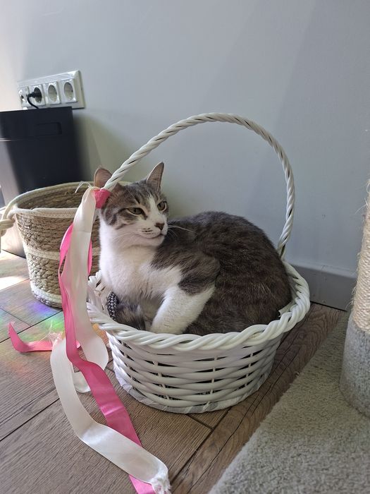 Котик мальчик кастрированный