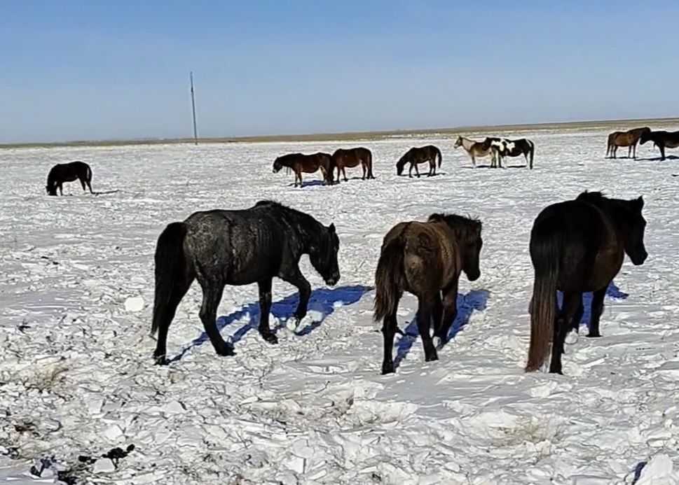 Құнан 2 жылдық, 2 летка