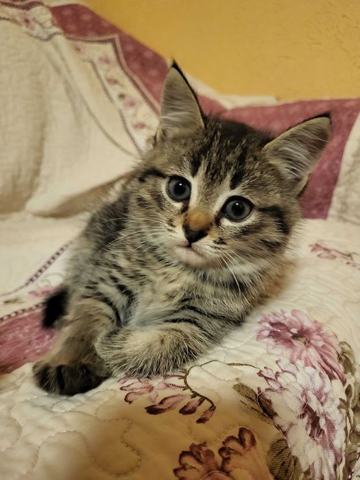 Котята бесплатно котенок