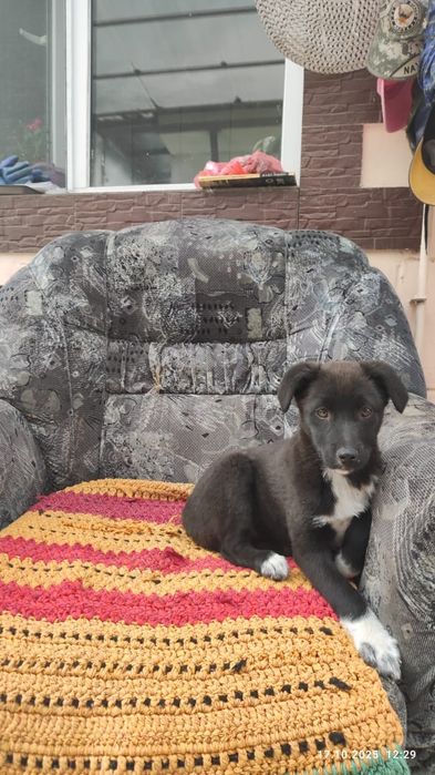 Щенки в добрые руки!