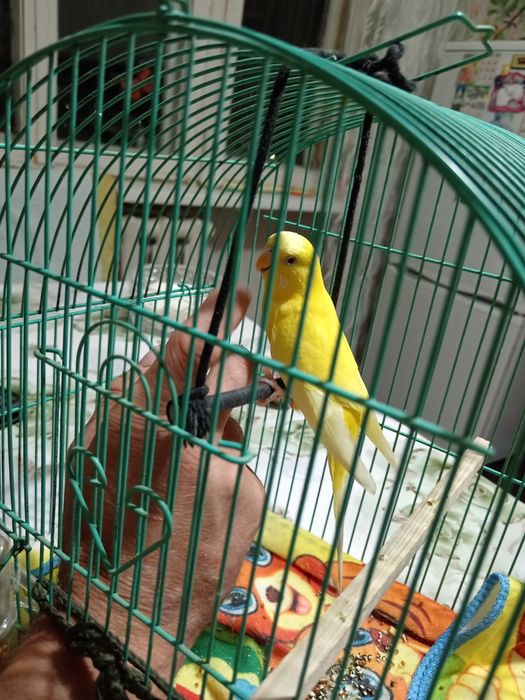 Продаю попугая с клеткой