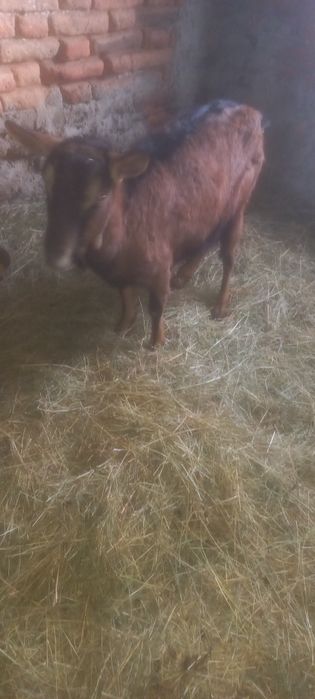 Vînd  sau Schimb Capră Alpină Franceză