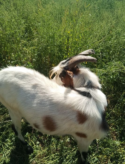 Țap 1 an vând urgent