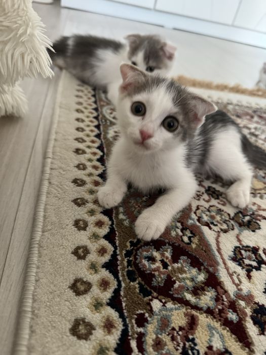 Отдам котенка в любящие руки